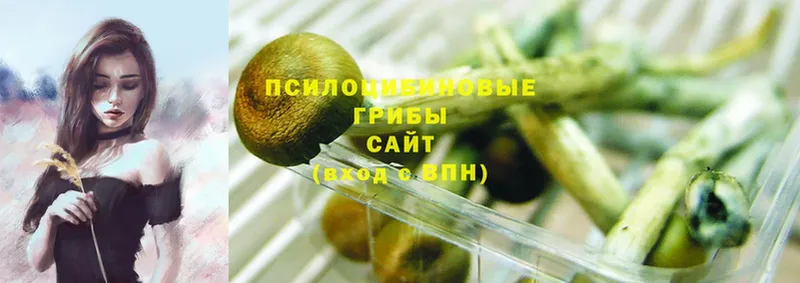 Псилоцибиновые грибы GOLDEN TEACHER  Воткинск 